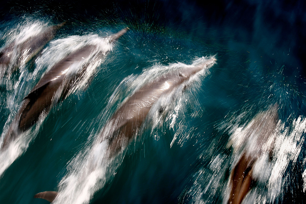 speed of dolphins