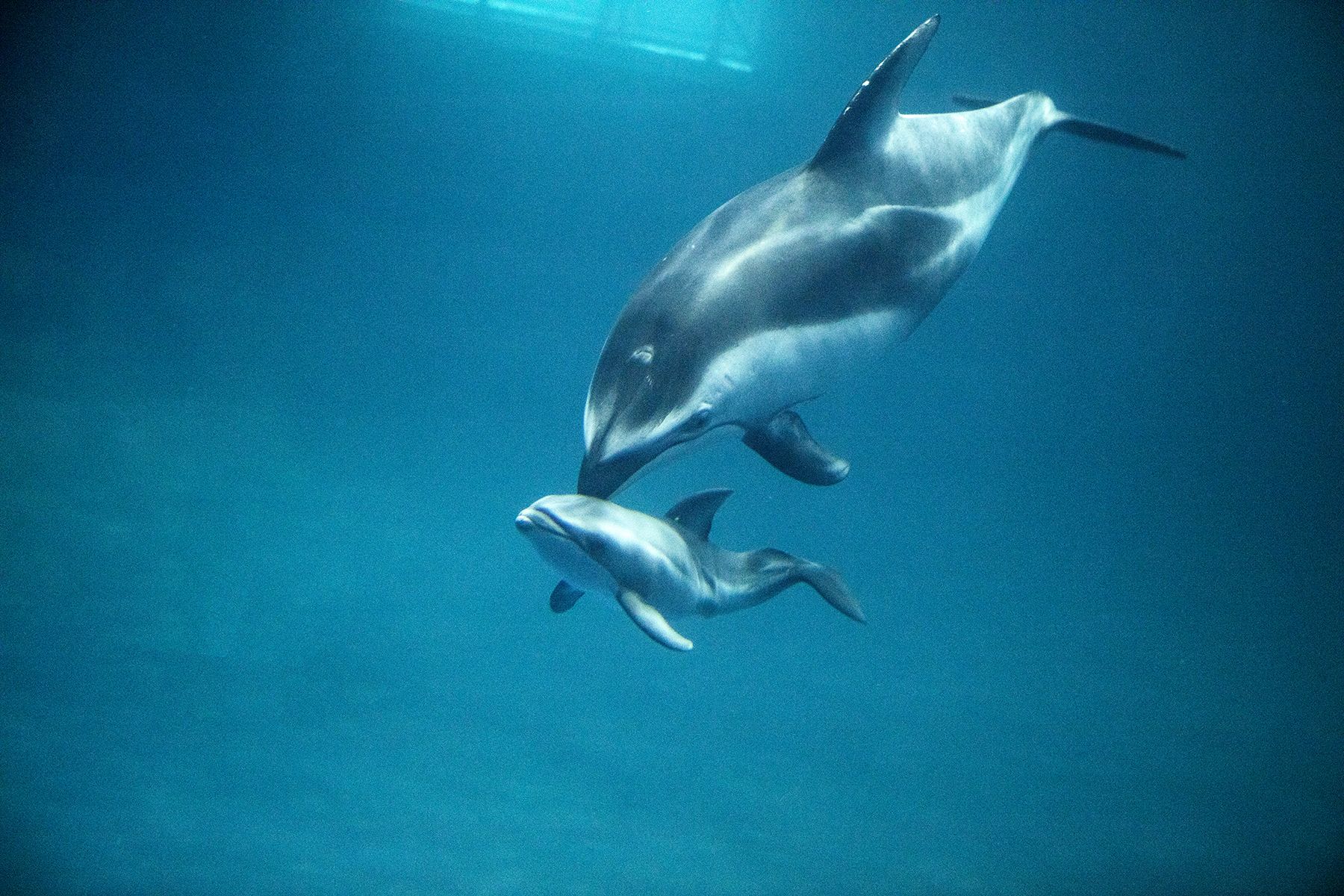 How do dolphins give birth?