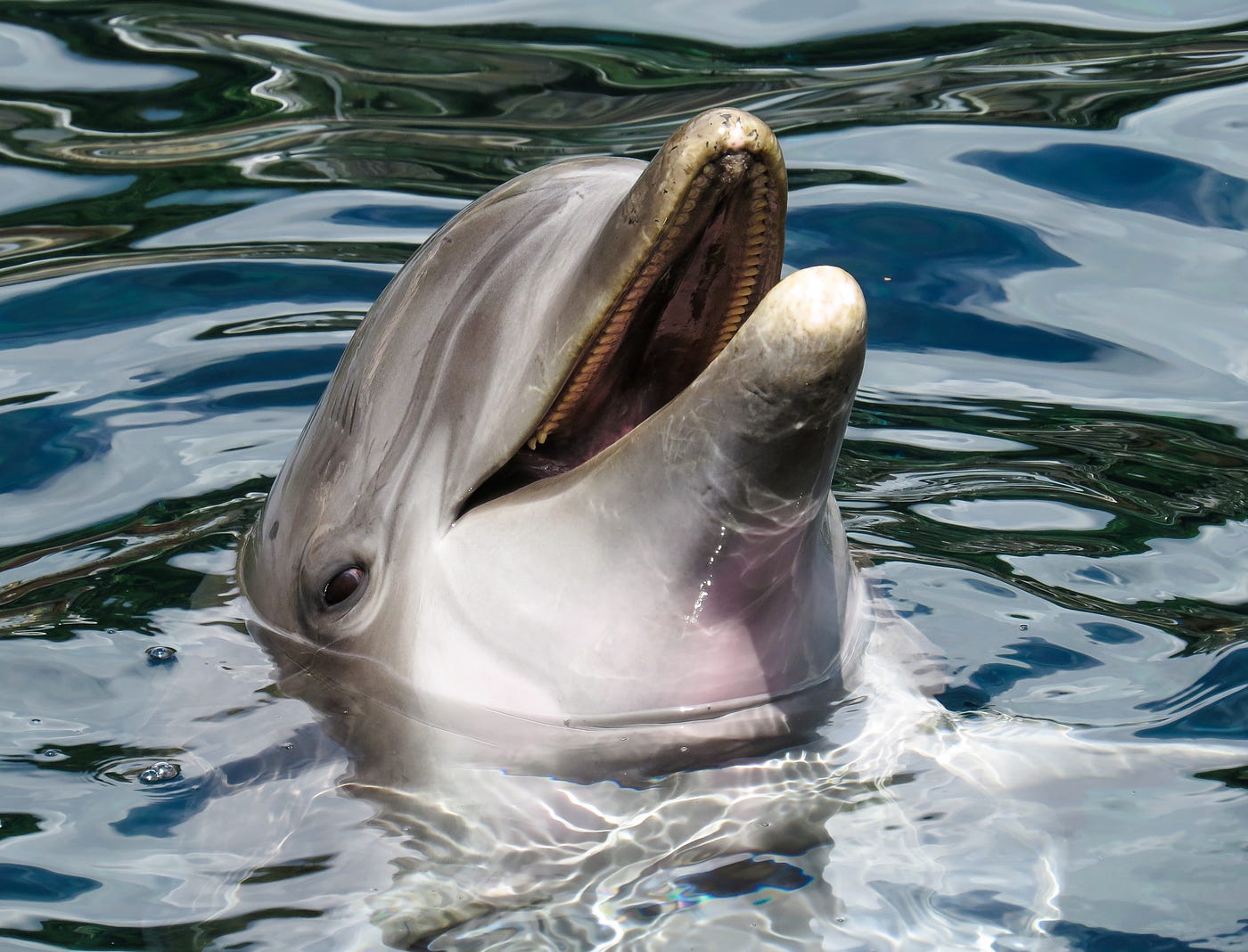 What is the name of a dolphin’s cry? Clicks, whistles, and more…