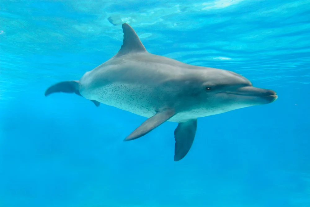 How long do dolphins live