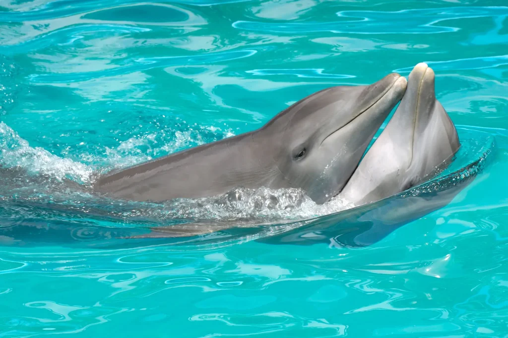 What is a female dolphin called?