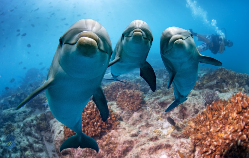 How do you know if a dolphin is happy?