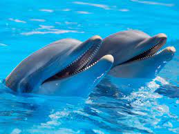 How can you tell if a dolphin is male or female?