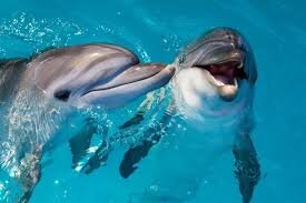 How intelligent are dolphins?