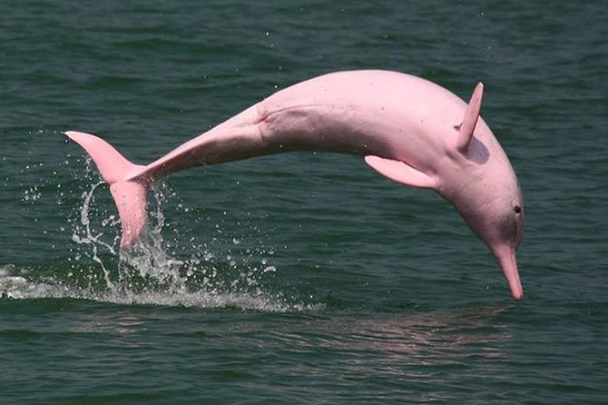 What is the pink dolphin called?