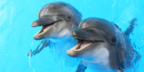 Do dolphins call each other names? The Secret Language of Dolphins Revealed