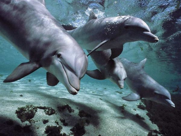 How long can a dolphin stay underwater? The Surprising Science Behind Dolphin Dive Duration