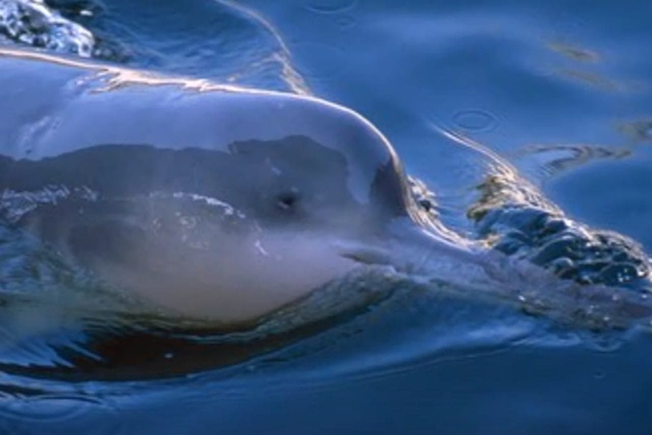 What killed the Baiji white dolphin?