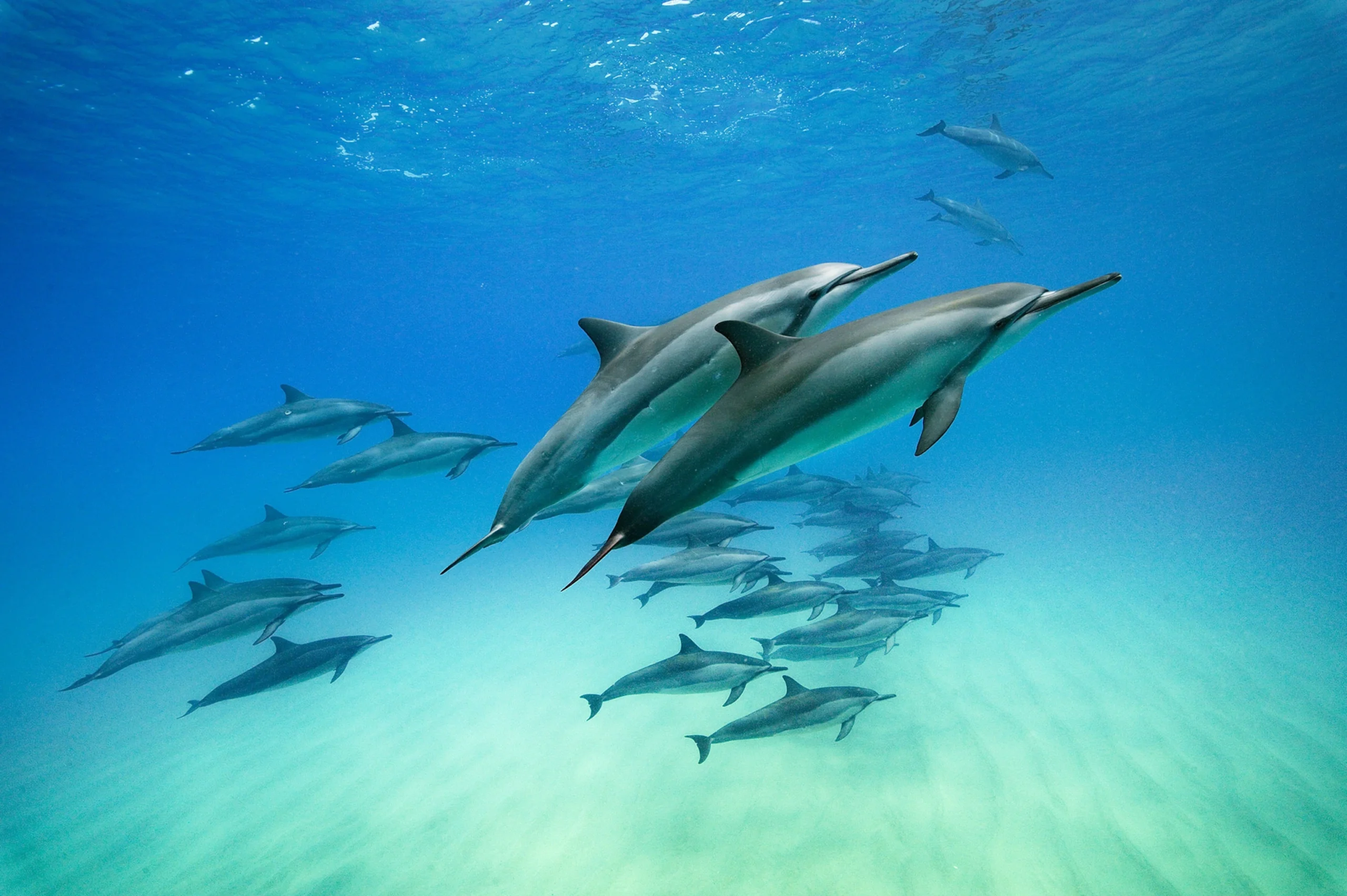 Mammal in Disguise: Why Calling a Dolphin a Fish is Wrong?