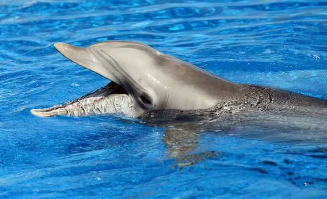 From Millions to Thousands: The Shocking Decline of Global Dolphin Numbers