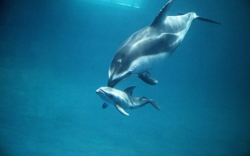 How do dolphins give birth?