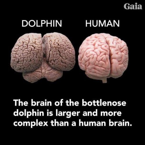 Do dolphins have two brains? The Shocking Truth About Their Cerebral Power