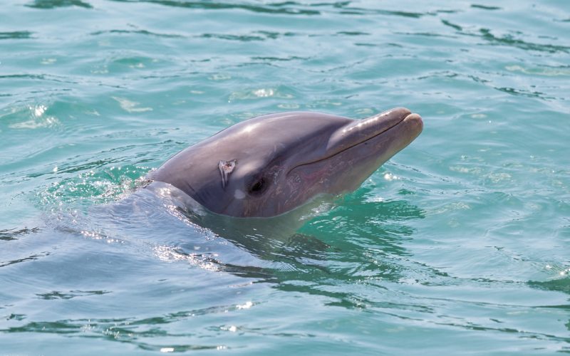 Nature’s Sonar: How the Dolphin’s ‘Beak’ is Their Underwater Superpower