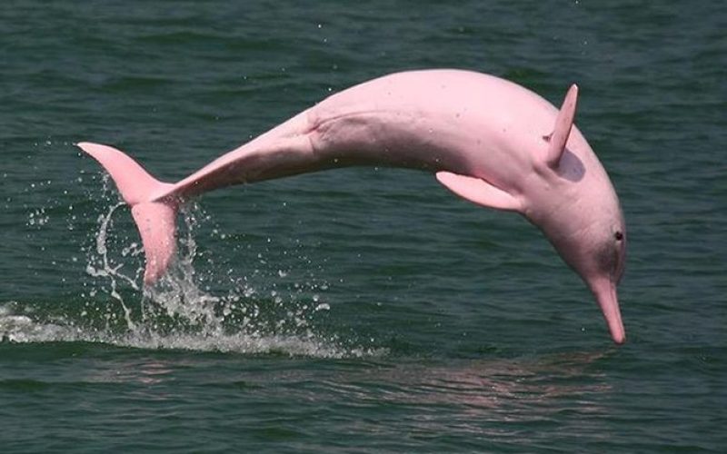 What is the pink dolphin called?