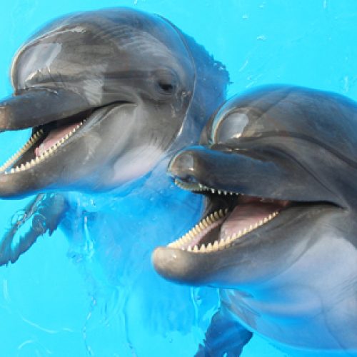 Do dolphins call each other names? The Secret Language of Dolphins Revealed