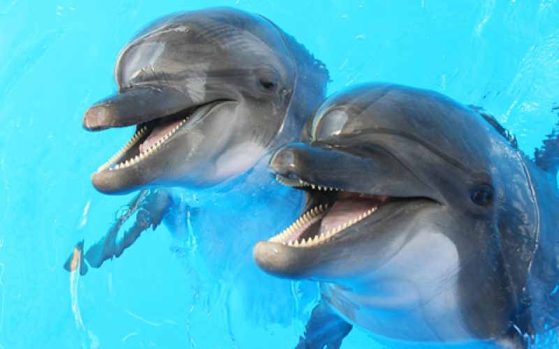 Do dolphins call each other names? The Secret Language of Dolphins Revealed