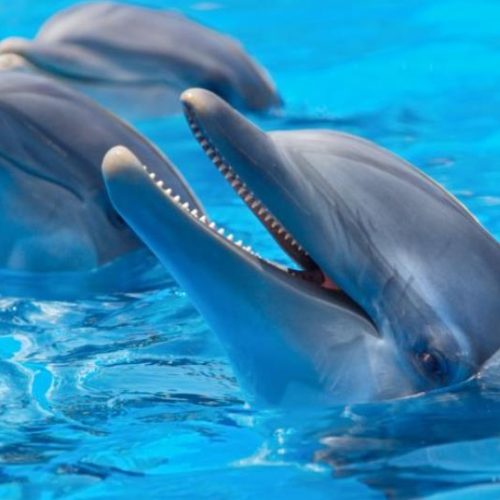 Dolphins, Therapists of the Sea: Does Their Empathy Surpass Humans?   