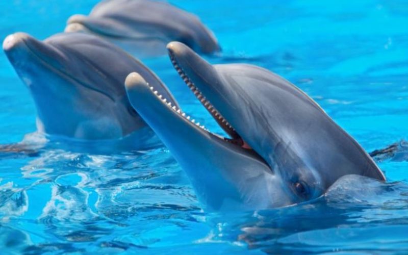 Dolphins, Therapists of the Sea: Does Their Empathy Surpass Humans?   