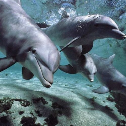 How long can a dolphin stay underwater? The Surprising Science Behind Dolphin Dive Duration