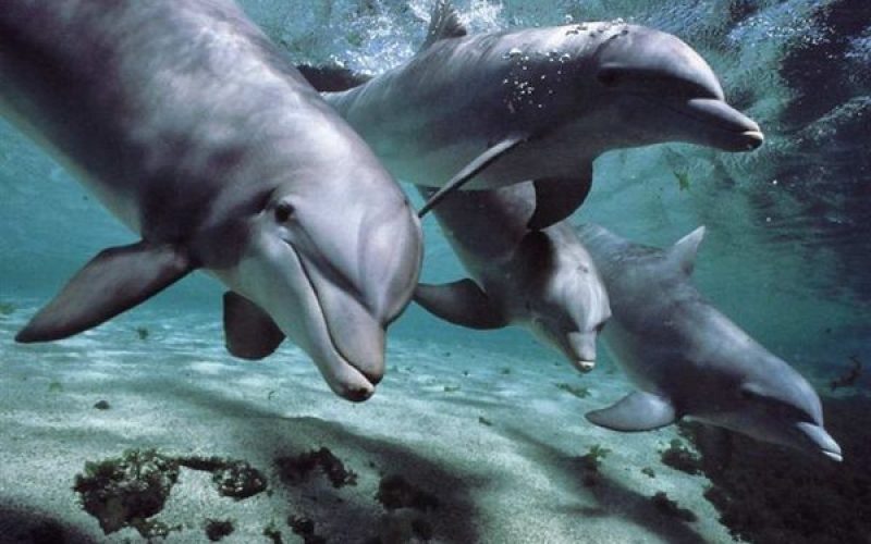 How long can a dolphin stay underwater? The Surprising Science Behind Dolphin Dive Duration