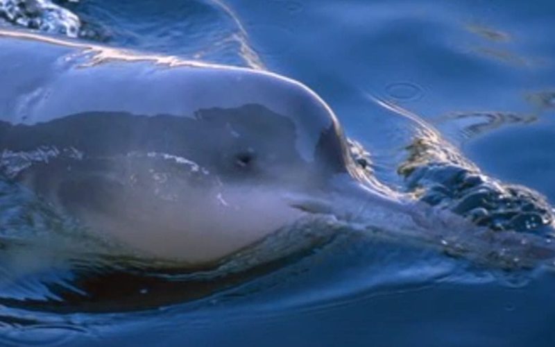 What killed the Baiji white dolphin?