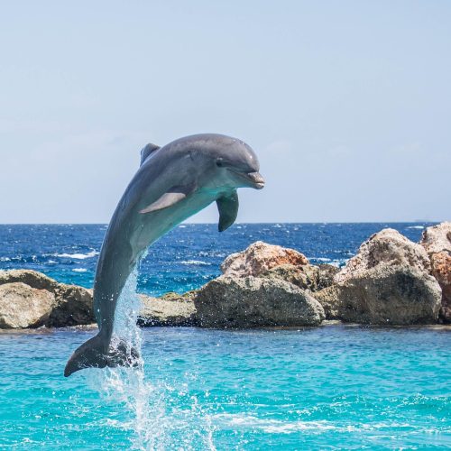 This Dolphin Has Seen Your Ancestors Born: The Incredible Marine Longevity Record