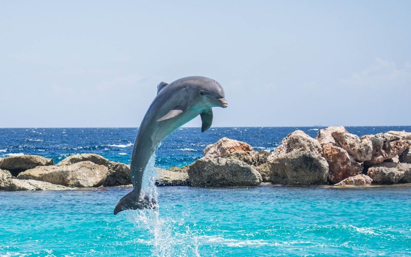 This Dolphin Has Seen Your Ancestors Born: The Incredible Marine Longevity Record