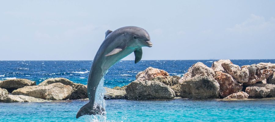 This Dolphin Has Seen Your Ancestors Born: The Incredible Marine Longevity Record