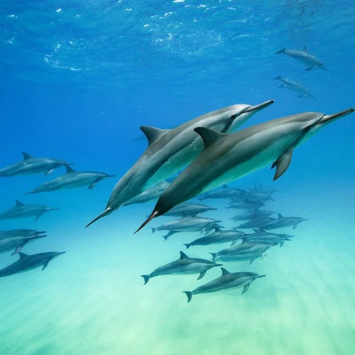 Mammal in Disguise: Why Calling a Dolphin a Fish is Wrong?