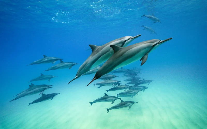 Mammal in Disguise: Why Calling a Dolphin a Fish is Wrong?