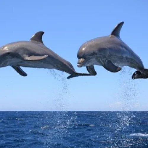 Do dolphins have a sense of humor?