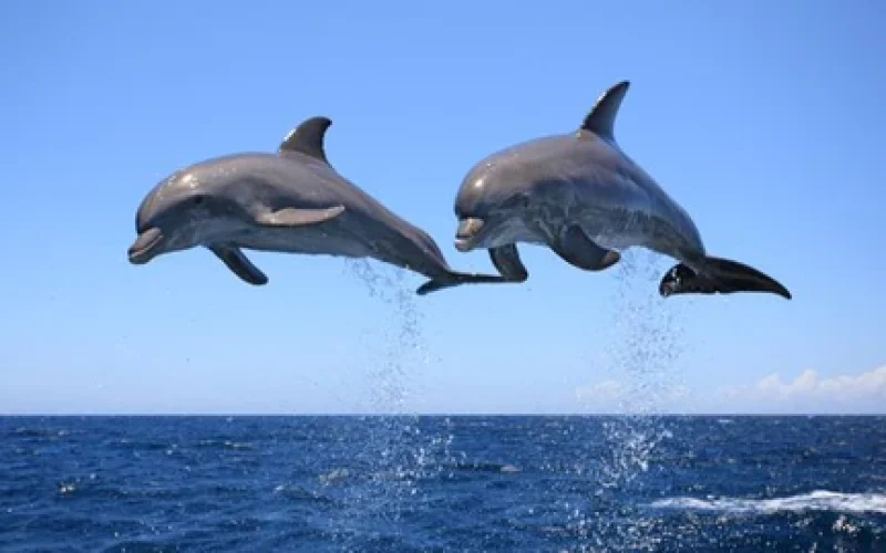 Do dolphins have a sense of humor?