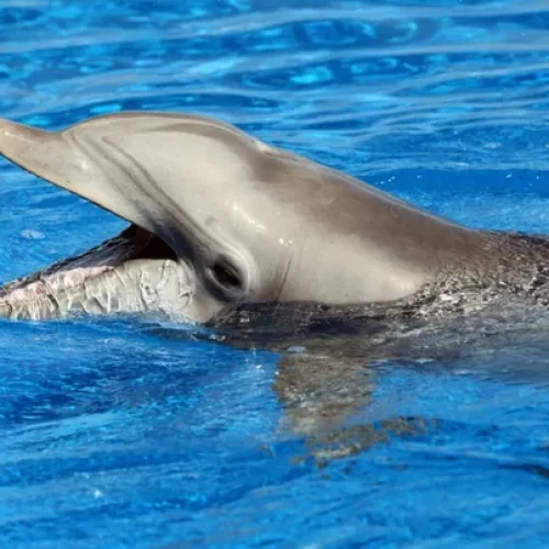 From Millions to Thousands: The Shocking Decline of Global Dolphin Numbers