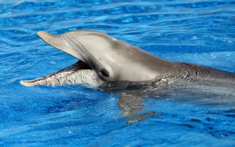 From Millions to Thousands: The Shocking Decline of Global Dolphin Numbers