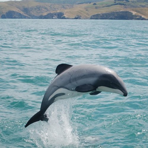 What is the rarest dolphin?