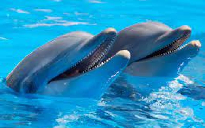 How can you tell if a dolphin is male or female?