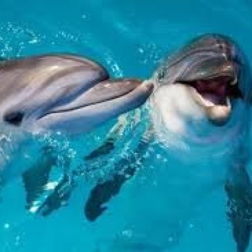 Do Dolphins Have a ‘Home’? The Surprising Truth About Their Geographical Loyalty