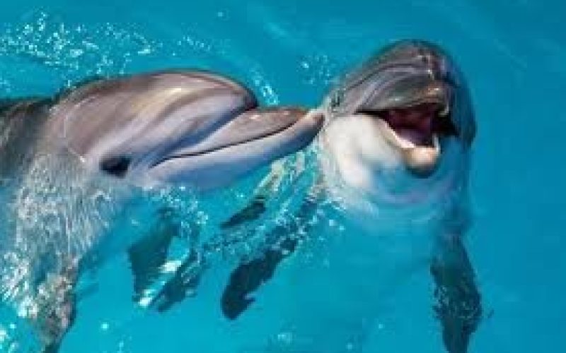 Do Dolphins Have a ‘Home’? The Surprising Truth About Their Geographical Loyalty