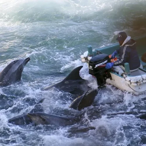 Dolphins vs. Tradition: Does Taiji still slaughter dolphins?